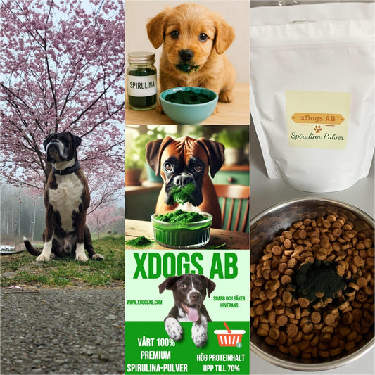 Hur kan spirulina hjäpa din hund?