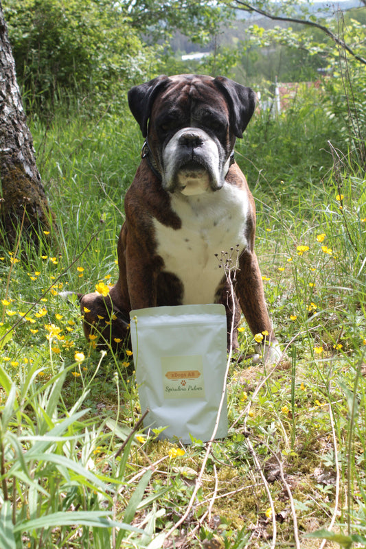 Spirulina-pulver för hundar – Naturlig superfood för din hunds hälsa!