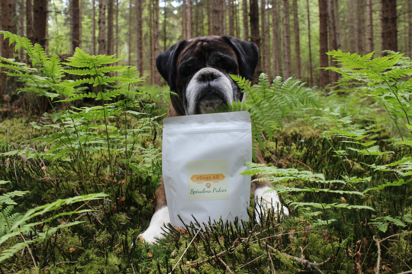 Spirulina-pulver för hundar – Naturlig superfood för din hunds hälsa!