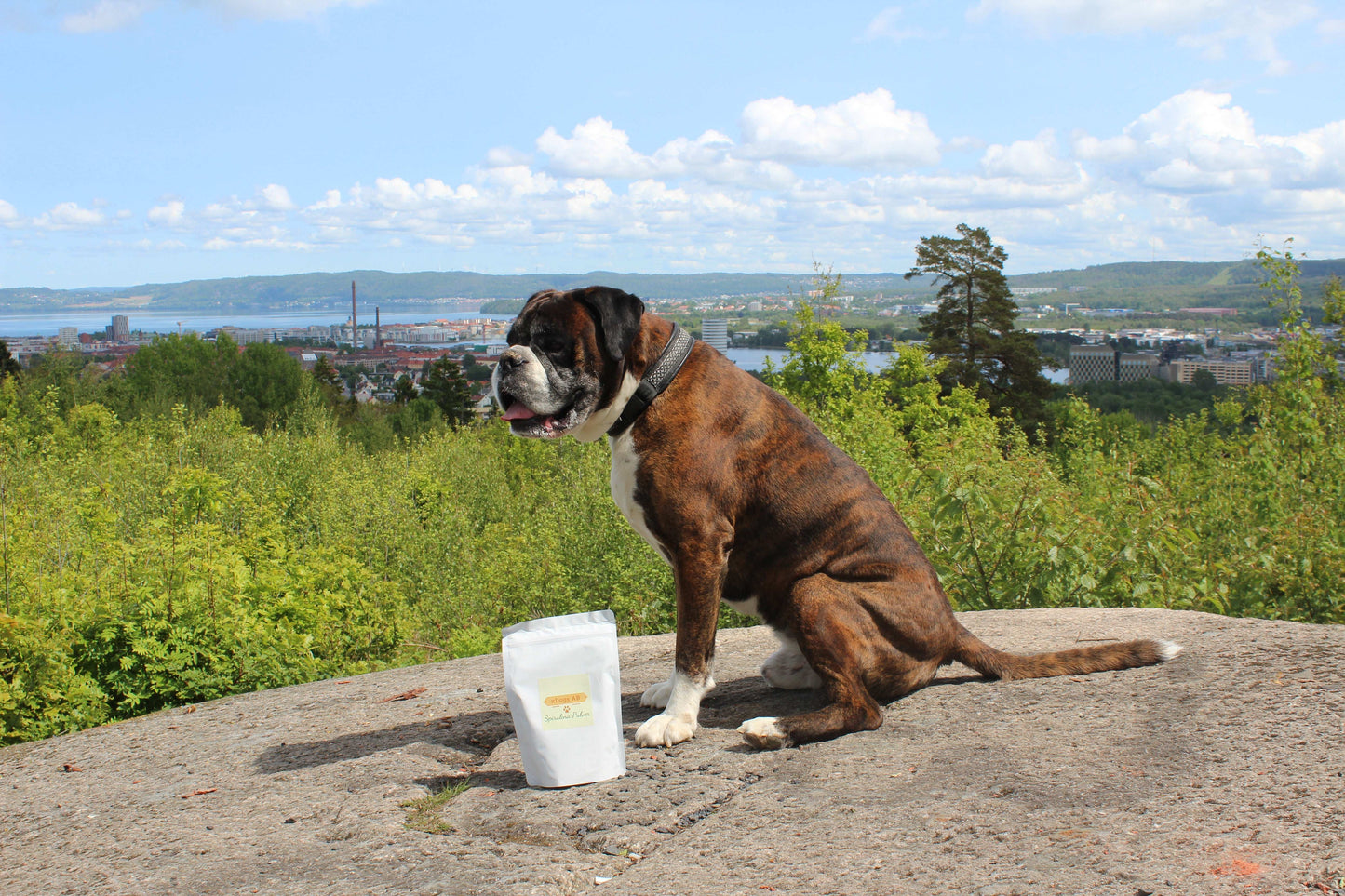 Spirulina-pulver för hundar – Naturlig superfood för din hunds hälsa!