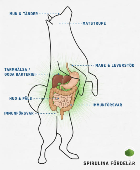 Naturlig superfood för din hunds hälsa!
