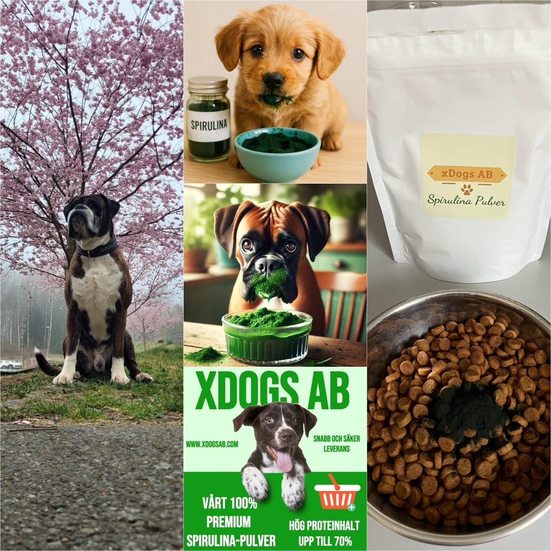 Hur kan spirulina hjäpa din hund?