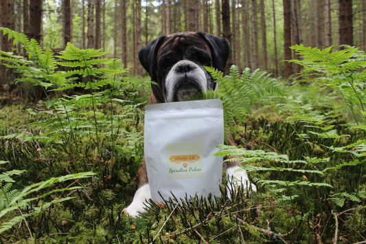 Spirulina-pulver för hundar – Naturlig superfood för din hunds hälsa!