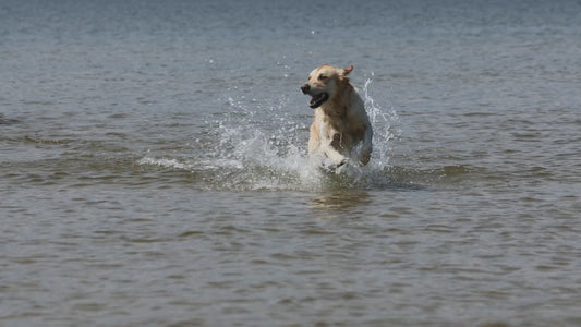 Naturlig superfood för din hunds hälsa!