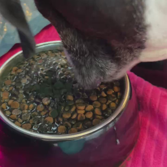 Super-Food-Spirulina-Vegan-ECO-dog-Pet-family-love-xdogsab-green-Future-vidieo