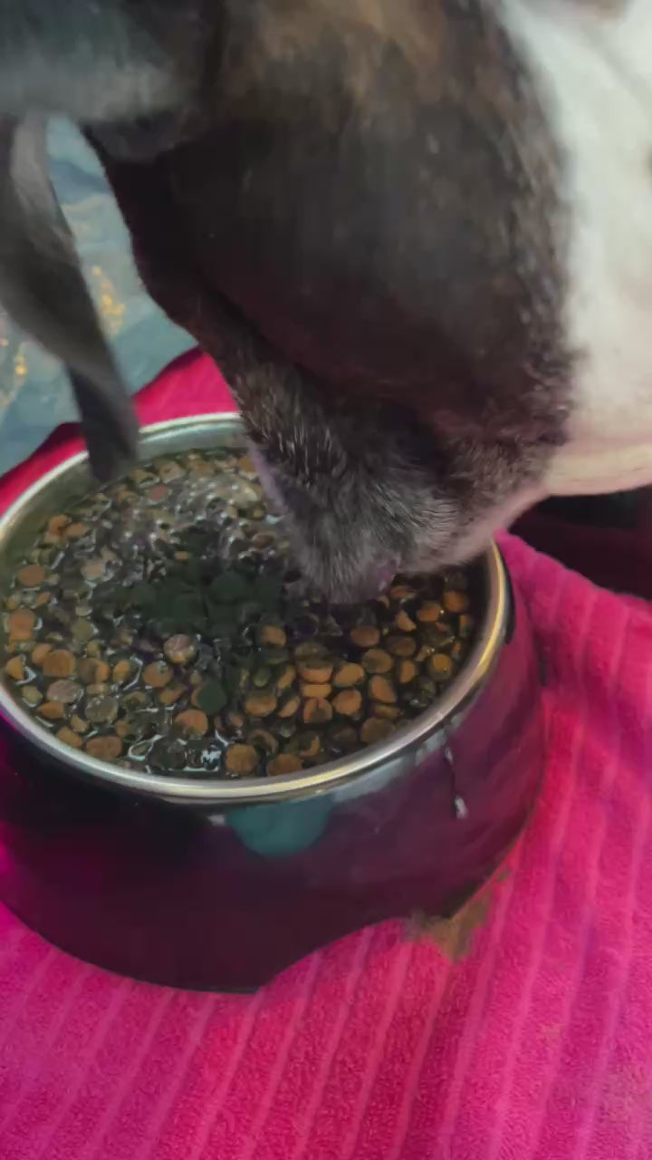 Super-Food-Spirulina-Vegan-ECO-dog-Pet-family-love-xdogsab-green-Future-vidieo